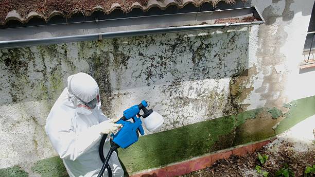 Top rated local Mold Removal specialists in LaFayette, GA